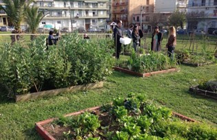 Vegetable Garden of Municipal of Maroussi